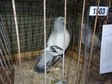 Największa w Polsce wystawa królików i drobnego inwentarza za nami